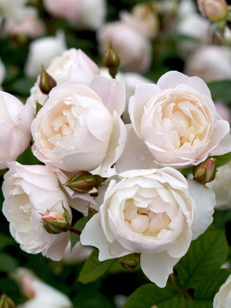 Rosa 'Desdemona' Rosa 'Desdemona'