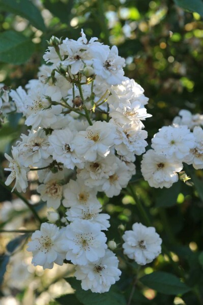 Rosa 'Guirlande d'Amour' arbuste Rosa 'Guirlande d'Amour' arbuste