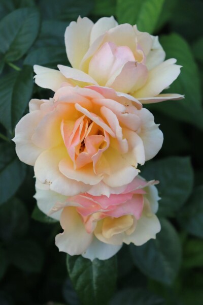 Rosa 'Hansestadt Rostock' arbuste Rosa 'Hansestadt Rostock' arbuste