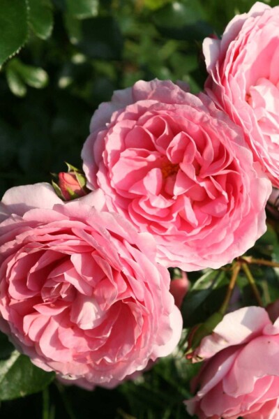 Rosa 'Leonardo da Vinci' arbuste Rosa 'Leonardo da Vinci' arbuste