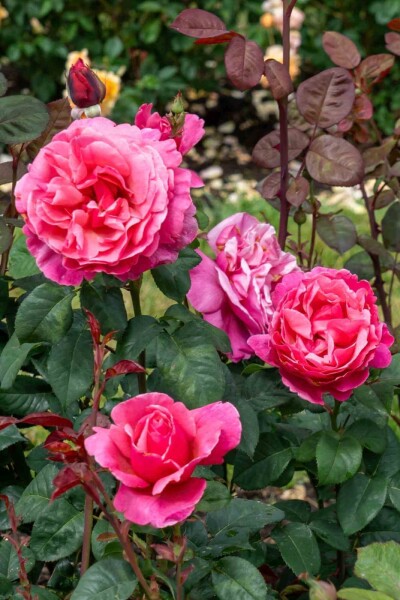 Rosa 'Line Renaud' Rosa 'Line Renaud'