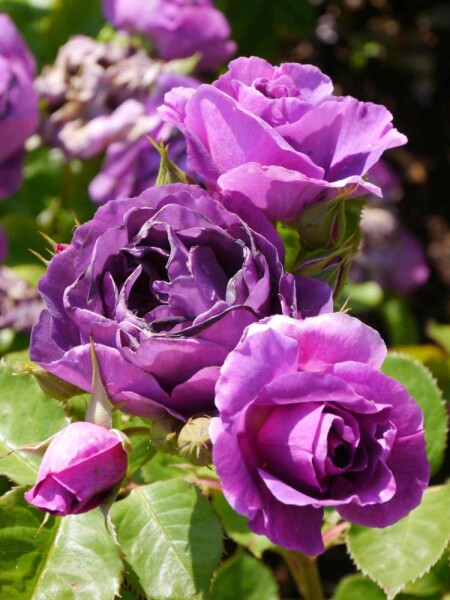 Rosa 'Minerva' struik Rosa 'Minerva' struik