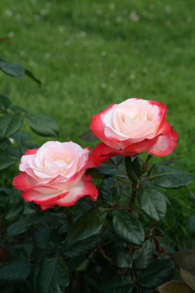 Rosa 'Nostalgie' arbuste Rosa 'Nostalgie' arbuste