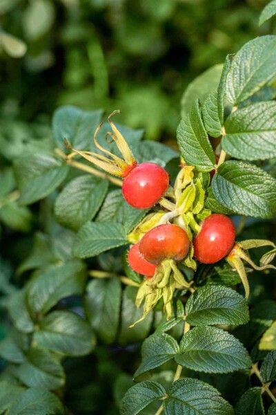 Rosa rugosa Rosa rugosa