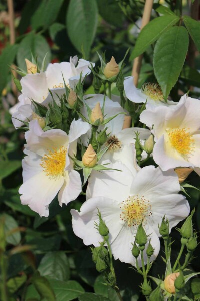 Rosa 'Sally Holmes' Rosa 'Sally Holmes'