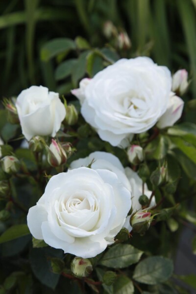 Rosa 'Schneewittchen' Rosa 'Schneewittchen'