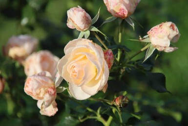 Rosa 'Sirius'