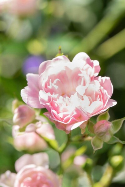 Rosa 'The Fairy' arbuste Rosa 'The Fairy' arbuste