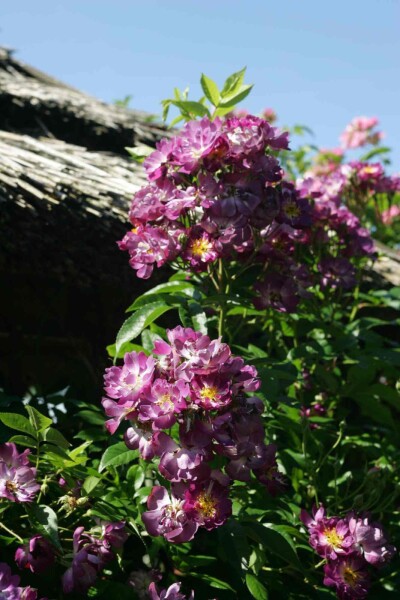 Rosa 'Veilchenblau' struik Rosa 'Veilchenblau' struik