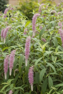 Rostrinucula dependens Strauch