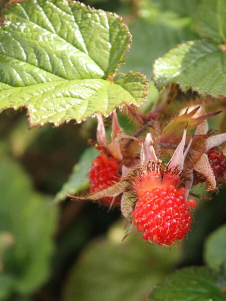 Rubus tricolor Rubus tricolor