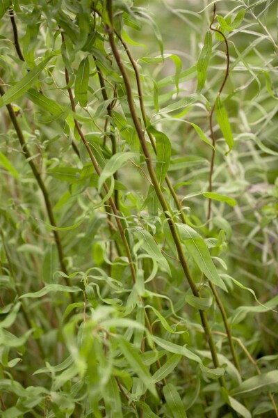 Salix babylonica 'Tortuosa' Salix babylonica 'Tortuosa'