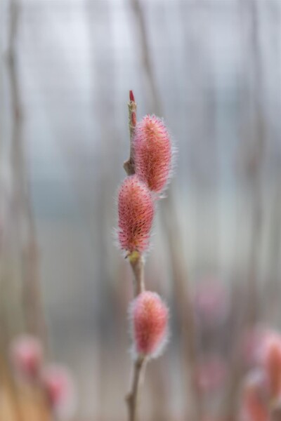 Salix gracilistyla 'Mount Aso' Salix gracilistyla 'Mount Aso'