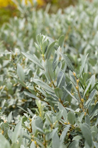 Salix helvetica buske Salix helvetica buske