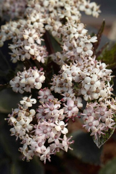 Sambucus nigra 'Black Tower'