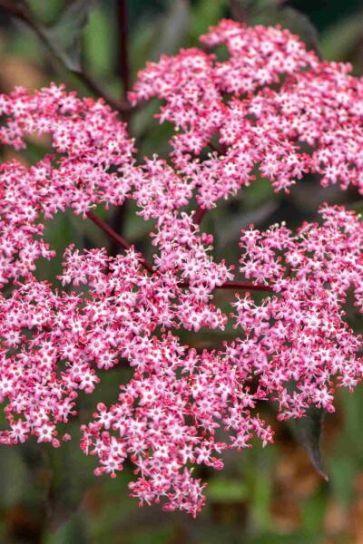 Sambucus nigra 'Thundercloud' Sambucus nigra 'Thundercloud'