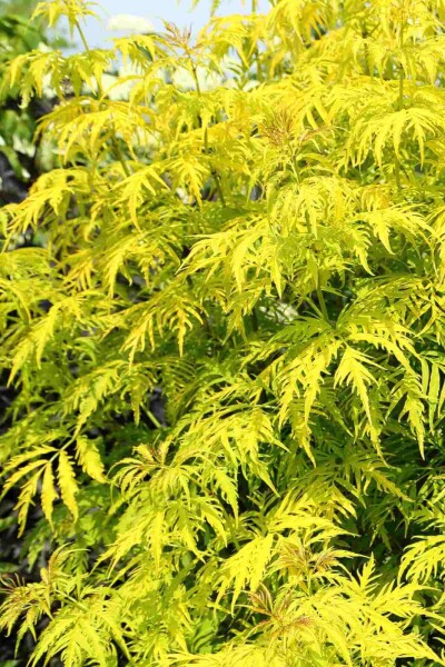 Sambucus racemosa 'Plumosa Aurea' Sambucus racemosa 'Plumosa Aurea'
