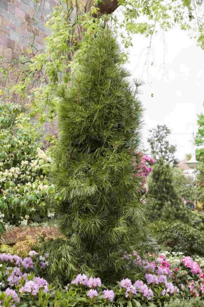 Sciadopitys verticillata Sciadopitys verticillata