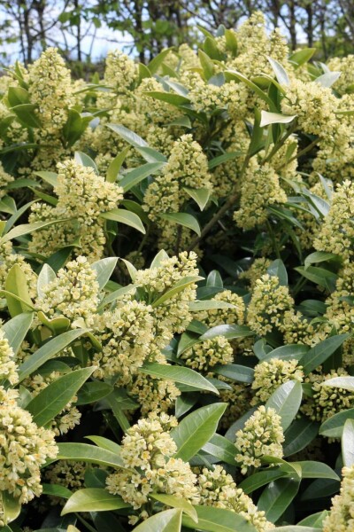 Skimmia confusa 'Kew Green' Skimmia confusa 'Kew Green'