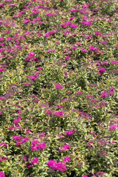 Spiraea japonica 'Anthony Waterer' Spiraea japonica 'Anthony Waterer'