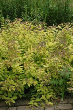 Spiraea japonica 'Golden Princess' C1,5 15-20