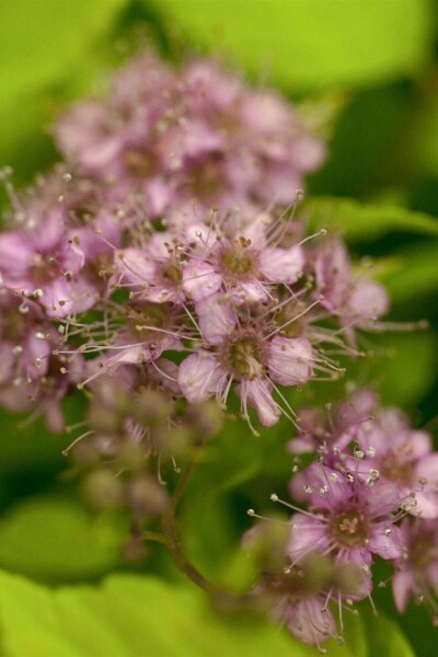 Spiraea japonica 'Goldflame' Spiraea japonica 'Goldflame'