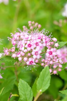 Spiraea japonica 'Little Princess' Strauch 10-15 cm