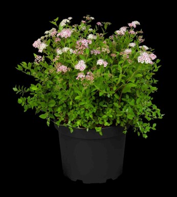 Spiraea japonica 'Little Princess' Strauch 10-15 cm