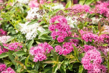 Spiraea japonica 'Little Princess' Strauch 10-15 cm