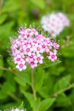 Spiraea japonica 'Little Princess' Strauch 10-15 cm
