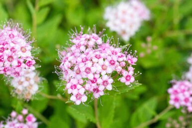 Spiraea japonica 'Little Princess' Strauch 10-15 cm