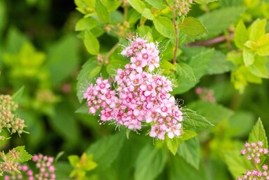 Spiraea japonica 'Little Princess' Strauch 10-15 cm