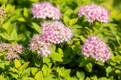 Spiraea japonica 'Little Princess' Strauch 10-15 cm