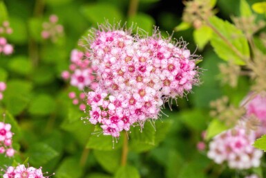 Spiraea japonica 'Little Princess' Strauch 10-15 cm