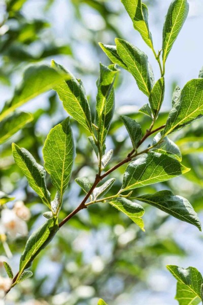 Styrax japonicus