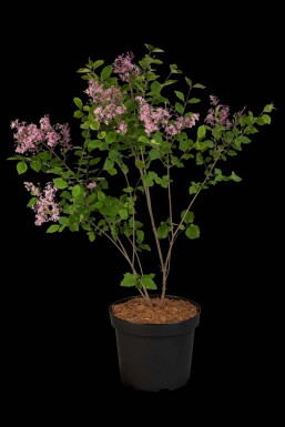 Symphoricarpos chenaultii 'Hancock' C1,7 15-20