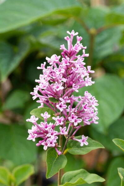 Syringa 'Josée' Syringa 'Josée'