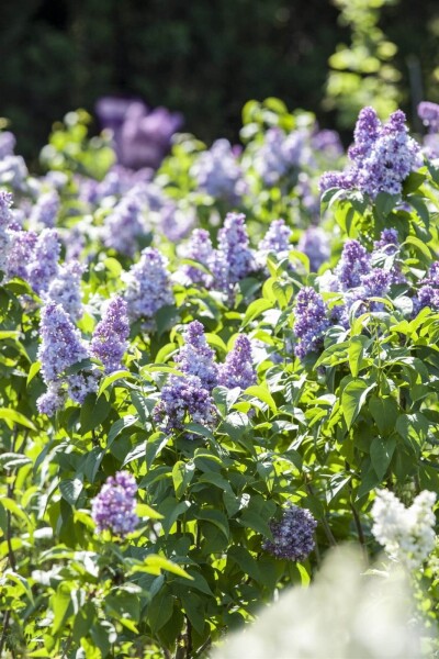 Syringa vulgaris Syringa vulgaris