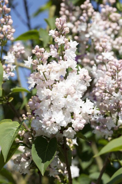 Syringa vulgaris 'Beauty of Moscow'