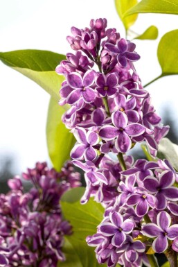 Syringa vulgaris 'Sensation' arbuste 60-80 cm
