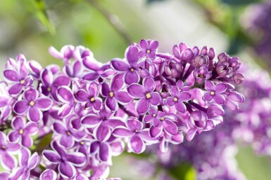 Syringa vulgaris 'Sensation' arbuste 60-80 cm