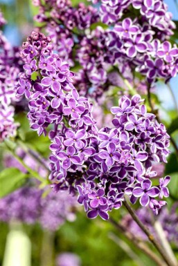 Syringa vulgaris 'Sensation' arbuste 60-80 cm