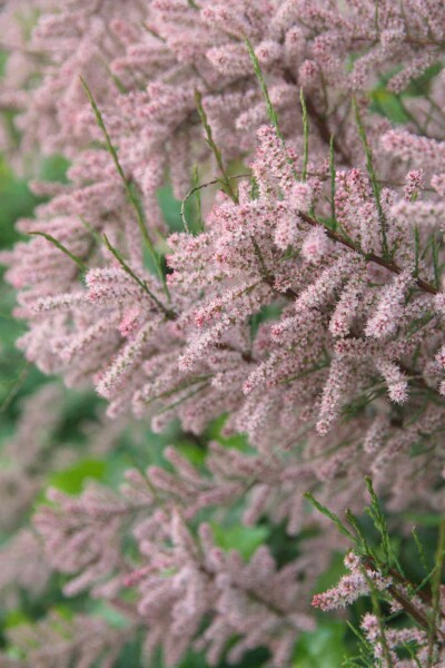 Tamarix gallica busk Tamarix gallica busk