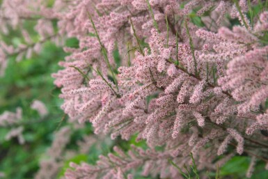 Tamarix gallica