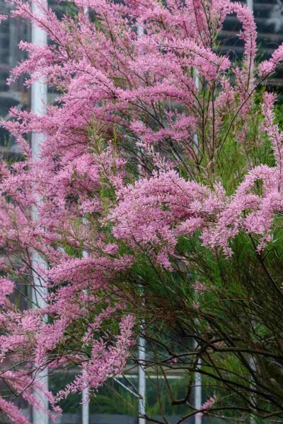 Tamarix ramosissima busk Tamarix ramosissima busk