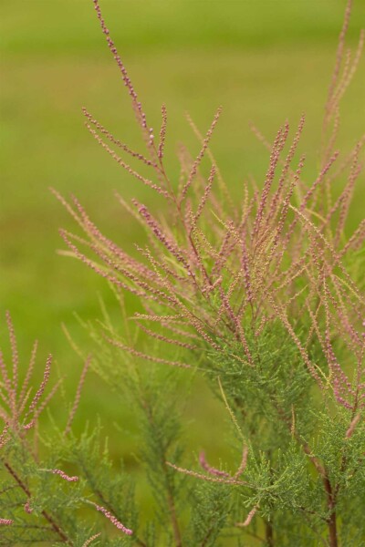 Tamarix ramosissima 'Pink Cascade' busk Tamarix ramosissima 'Pink Cascade' busk
