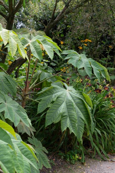 Tetrapanax papyrifer 'Rex' Tetrapanax papyrifer 'Rex'
