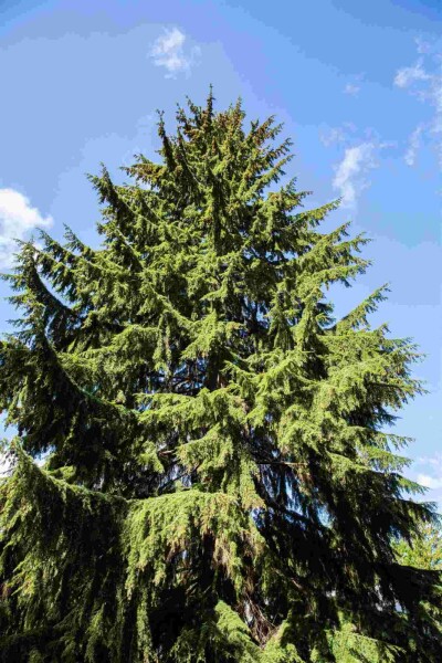 Tsuga heterophylla Tsuga heterophylla