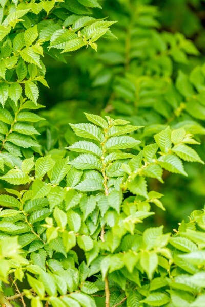 Ulmus minor 'Jacqueline Hillier' busk Ulmus minor 'Jacqueline Hillier' busk