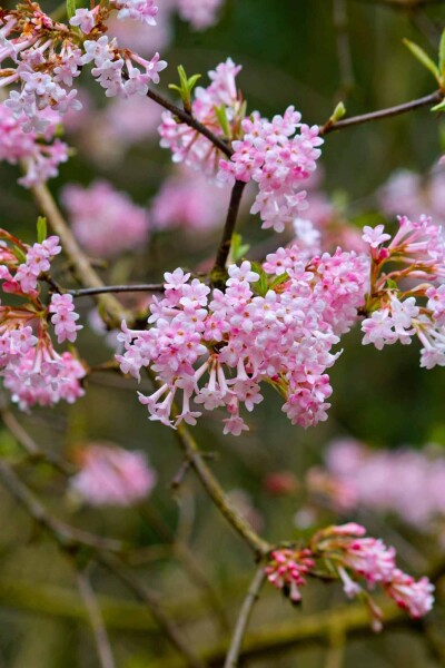 Viburnum bodnantense 'Dawn' Viburnum bodnantense 'Dawn'
